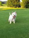 Immagine Westie