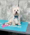 Immagine Westie