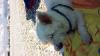 Immagine Westie