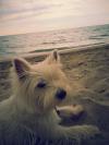 Immagine Westie