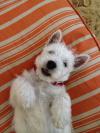 Immagine Westie