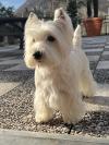 Immagine Westie