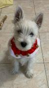 Westie