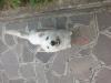 Immagine Westie