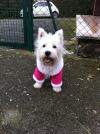 Westie