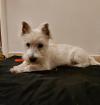 Immagine Westie