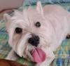 Immagine Westie