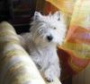 Westie