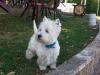 Westie