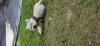 Immagine Westie