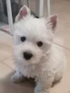 Immagine Westie