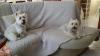 Immagine Westie
