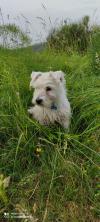 Immagine Westie