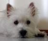 Immagine Westie