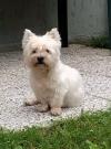 Immagine Westie