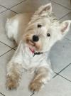 Immagine Westie