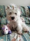 Immagine Westie
