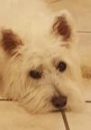 Immagine Westie