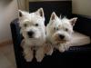 Immagine Westie