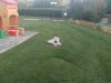 Immagine Westie