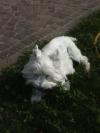 Immagine Westie