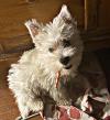 Immagine Westie