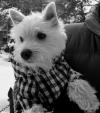 Westie