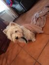 Immagine Westie
