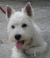 Immagine Westie