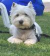 Westie