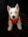 Westie