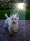 Westie