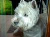 Immagine Westie