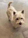 Immagine Westie