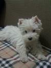 Westie