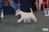 Westie