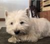 Immagine Westie