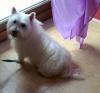 Immagine Westie