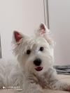 Status Westie