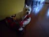 Immagine Westie