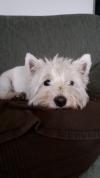 Immagine Westie