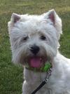 Westie