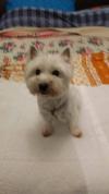 Immagine Westie