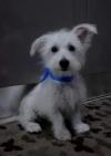 Immagine Westie