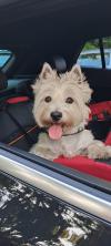 Immagine Westie