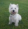 Westie