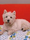 Westie