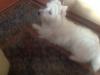 Immagine Westie