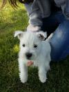 Immagine Westie