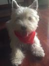Immagine Westie